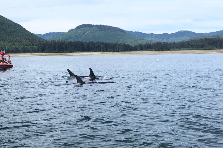 Whale Watching and Bear Search-Icy Strait Point