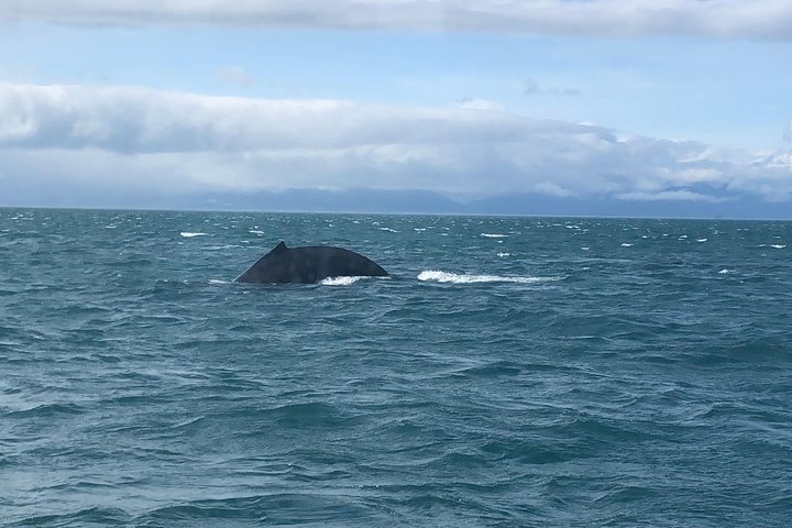 Whale Watching and Bear Search-Icy Strait Point