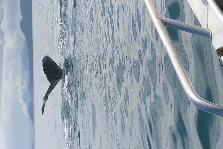 Whale Watching and Bear Search-Icy Strait Point