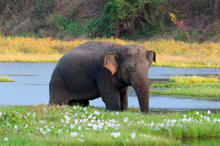 Wasgamuwa National Park Entrance Ticket with Private Safari