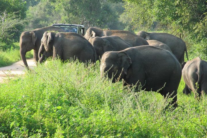 Wasgamuwa National Park Entrance Ticket with Private Safari