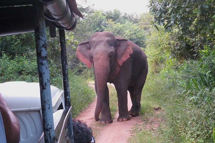 Wasgamuwa National Park Entrance Ticket with Private Safari