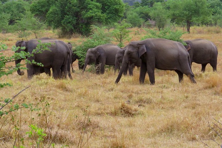 Wasgamuwa National Park Entrance Ticket with Private Safari