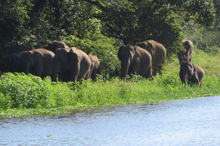 Wasgamuwa National Park Entrance Ticket with Private Safari