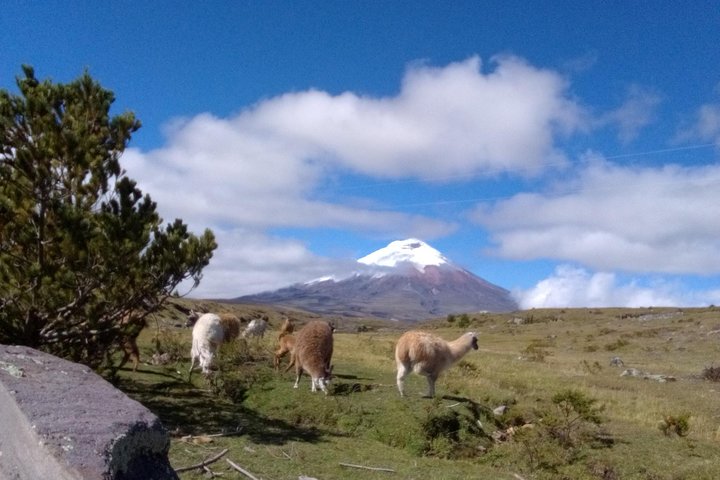 Strenuously Cotopaxi Volcano and birding by the lagoon