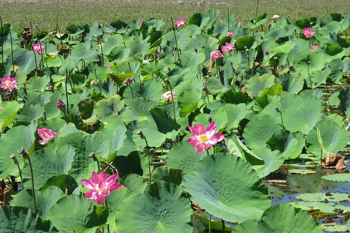Darwin to Kakadu Day Trip by Air Including Yellow Water Cruise