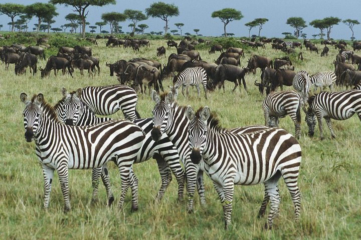The best Selous 1 day safari from Zanzibar