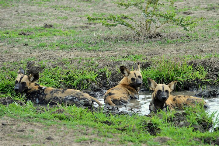 The best Selous 1 day safari from Zanzibar