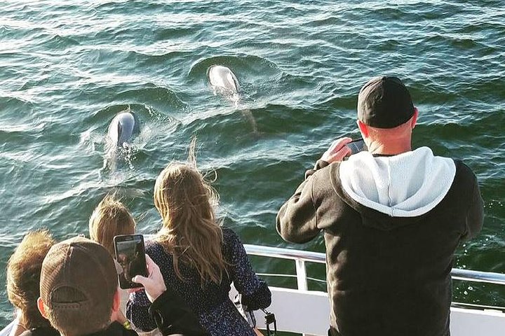Dolphin & Sightseeing Cruise in Panama City Beach (1.5 hours)