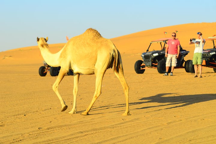 Ras Al Khaimah: Afternoon Desert Safari and BBQ Dinner