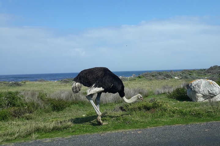 Cape Peninsula Full Day Tour in Private Car