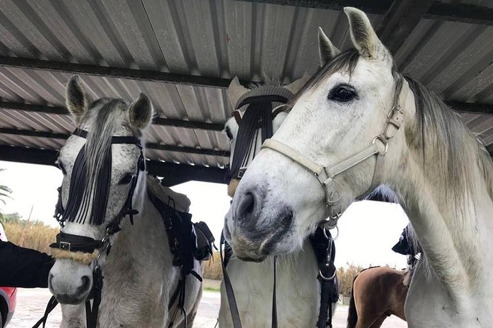 Horseback Riding by the beach or mountain in Tarifa, Spain - 1 to 2 hrs