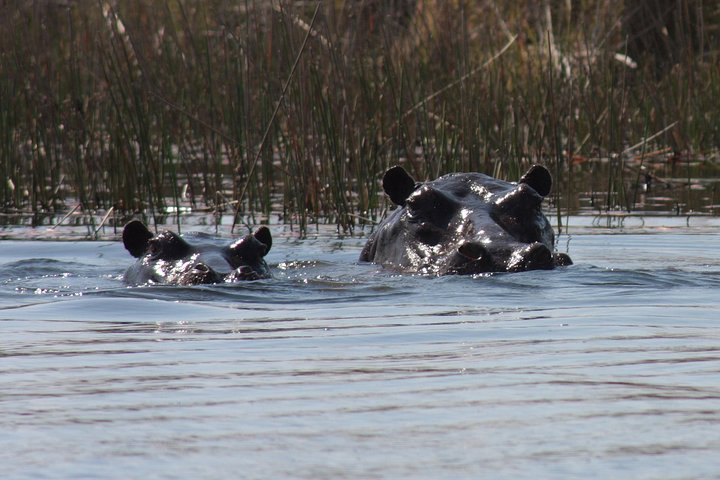 chobe 3hr sunset boat cruise