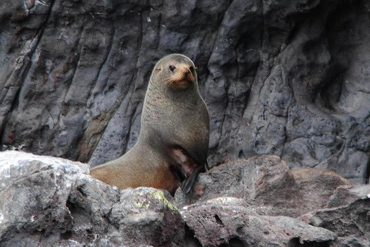 Akaroa Harbour Nature Cruise