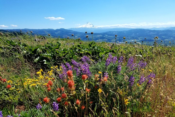 Columbia Gorge Waterfalls and Mt. Hood Tour - Full Day