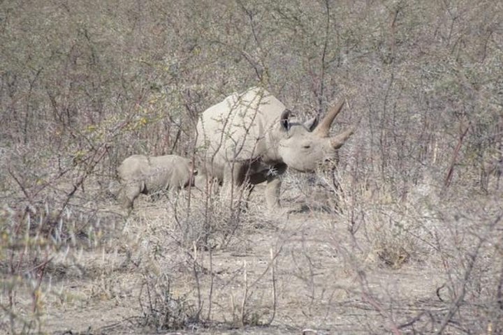 ETOSHA PARK SAFARI with local guides in 9-seater 4x4s