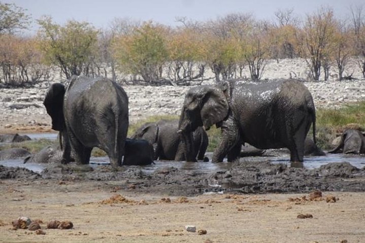 ETOSHA PARK SAFARI with local guides in 9-seater 4x4s