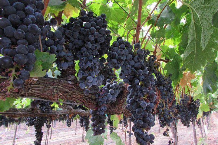 6 Hour Private Customized Wine Tour up to 7 Guests Napa & Sonoma