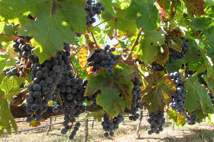 8 Hour Private Customized Wine Tour up to 7 Guests Napa & Sonoma