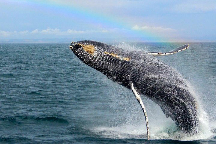 Whale Watching Tour Monterey California