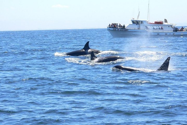 Whale Watching Tour Monterey California