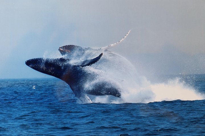 Whale Watching Tour Monterey California