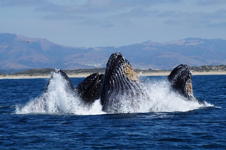 Whale Watching Tour Monterey California