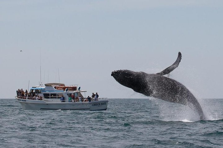 Whale Watching Tour Monterey California
