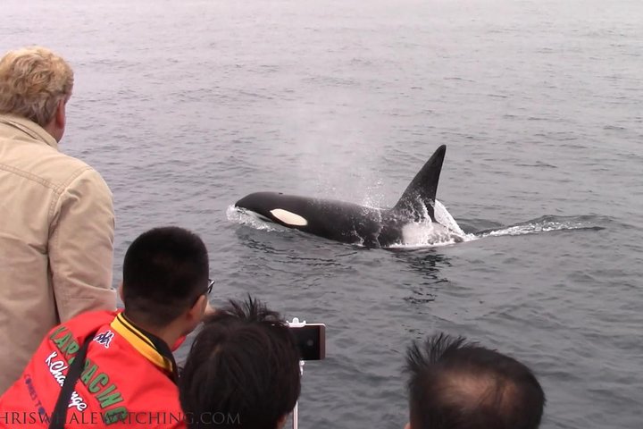 Whale Watching Tour Monterey California