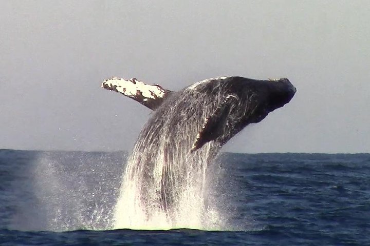 Whale Watching Tour Monterey California