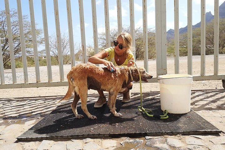 Volunteering with animals in Sao Vicente!