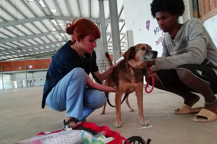Volunteering with animals in Sao Vicente!