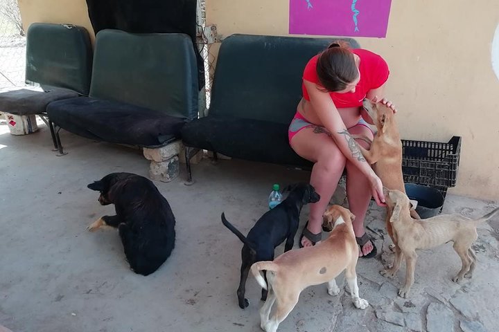 Volunteering with animals in Sao Vicente!