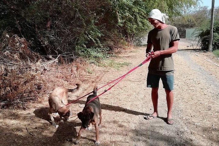 Volunteering with animals in Sao Vicente!