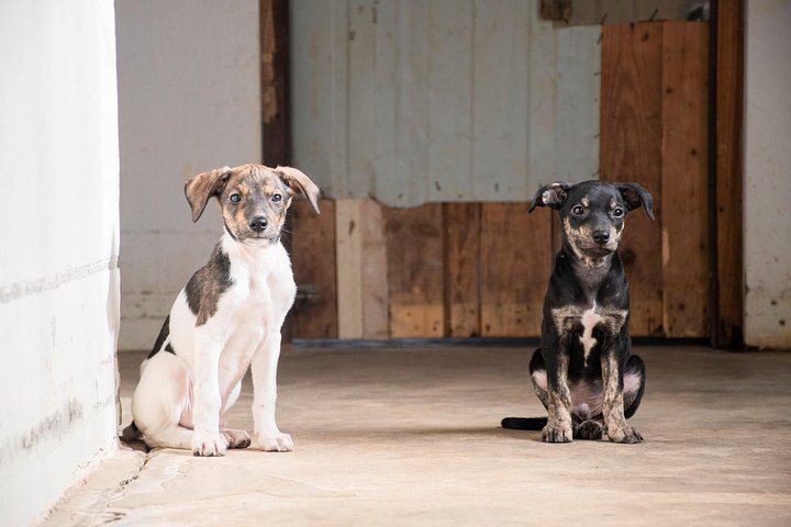 Volunteering with animals in Sao Vicente!