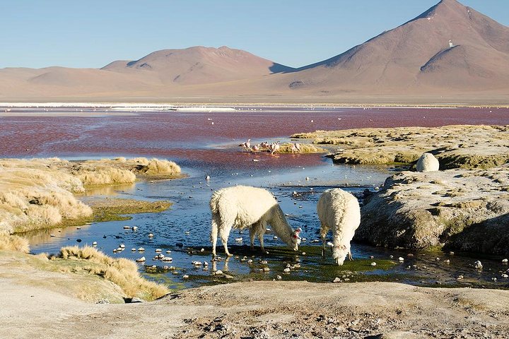 Salar de Uyuni with Lodging - 2 full days - With Minor Lagoons