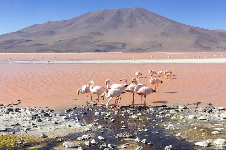 Salar de Uyuni with Lodging - 2 full days - With Minor Lagoons