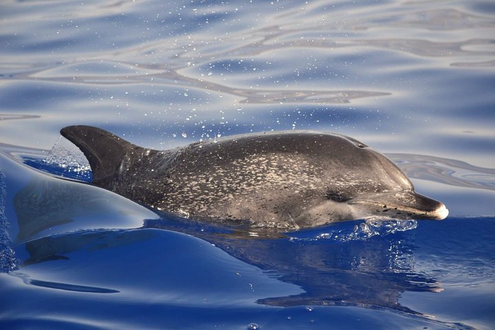 Madeira Dolphin & Whale Watching Tour