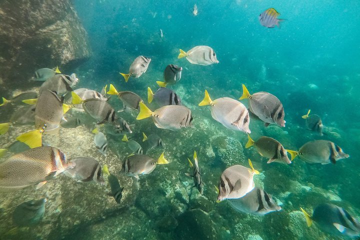 Premium Family Snorkeling Experience