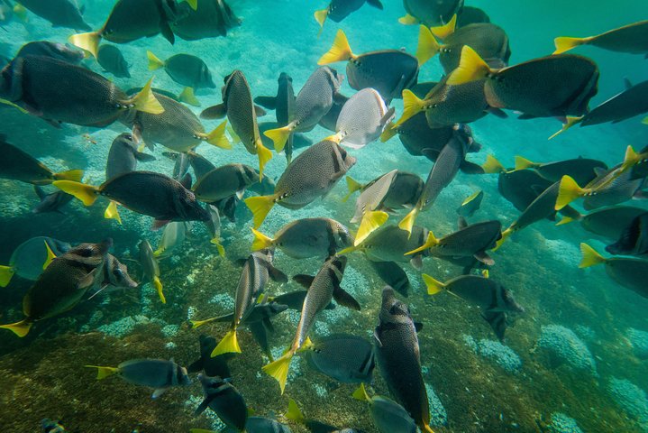Premium Family Snorkeling Experience