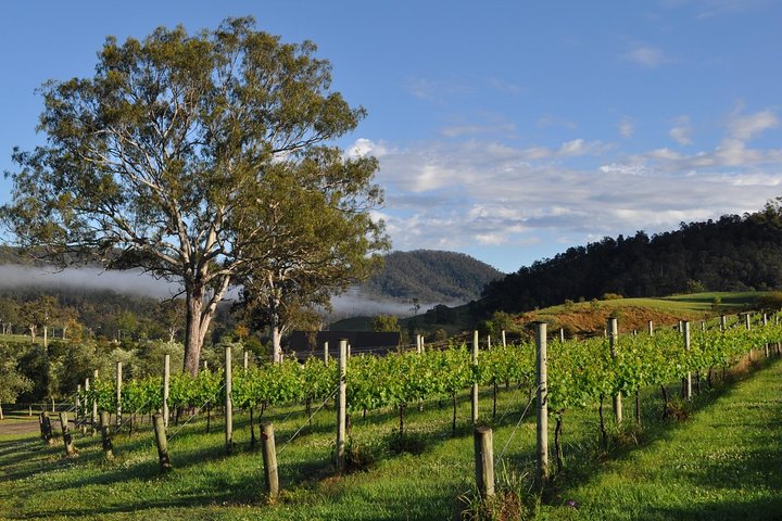 Barefoot Luxury Mount Tamborine Winery Tour from Gold Coast
