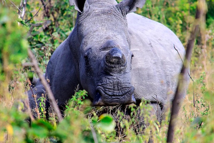 Matopos Park Day Game Drive With Rhino Tracking!