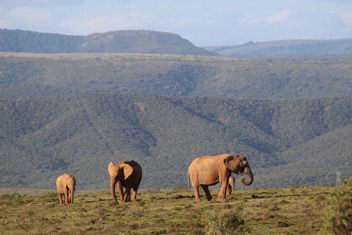 Addo Elephant Park multi-day Photo Safari