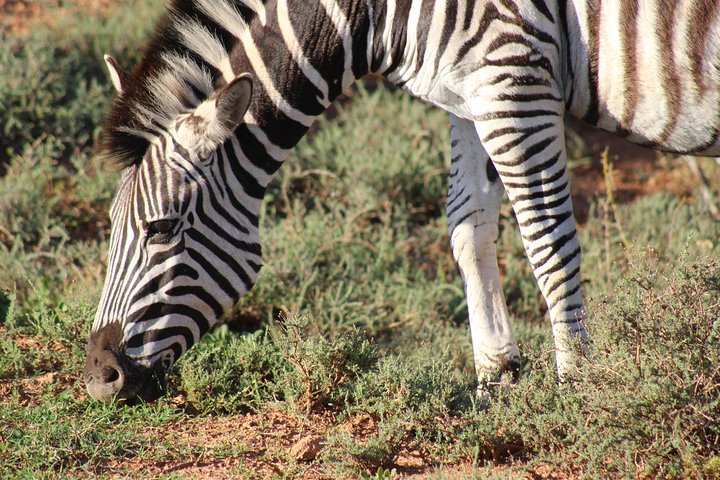 Addo Elephant Park multi-day Photo Safari