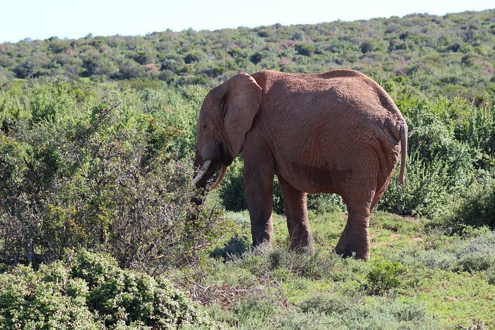 Addo Elephant Park multi-day Photo Safari