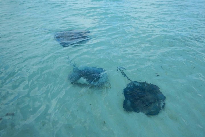 Exclusive Supreme Snorkeling Tour