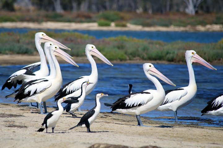 Mandurah Dolphin Cruise and Views