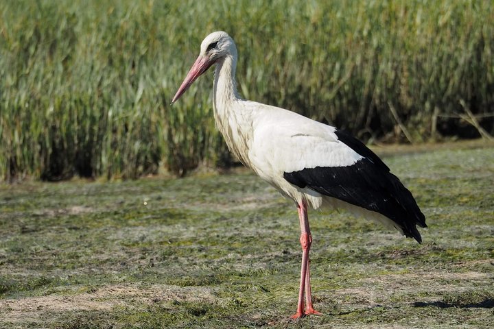 Eco Boat Tour in the Ria Formosa Lagoon from Faro