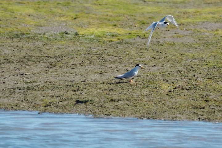 Eco Boat Tour in the Ria Formosa Lagoon from Faro