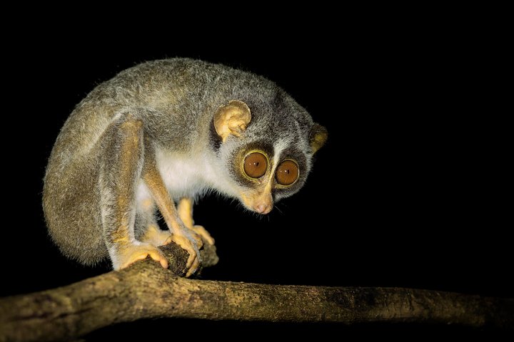 Night Hike to see Elusive & Rare Loris in Sigiriya